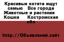 Красивые котята ищут семью - Все города Животные и растения » Кошки   . Костромская обл.